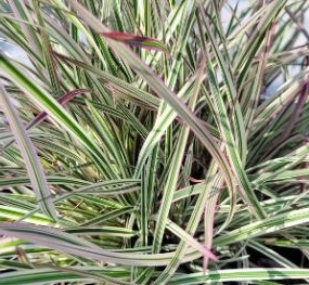 Schizachyrium scoparium 'Chameleon'