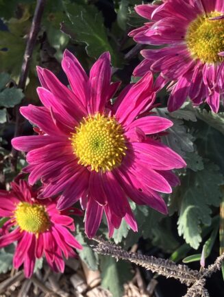 Chrysanthemum 'Hans Schmid'