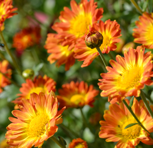 Chrysanthemum rubellum 'Dernier Soleil'
