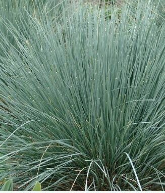 Helictotrichon sempervirens