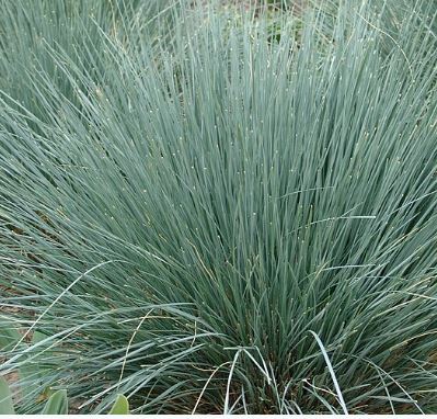 Helictotrichon sempervirens