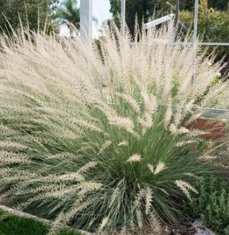 muhlenbergia lindhemeri
