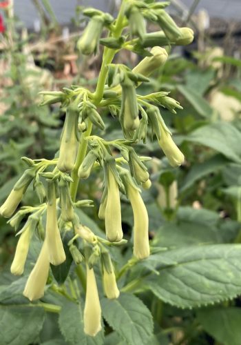 447403284_122128469984271015_1071177915284765710_n